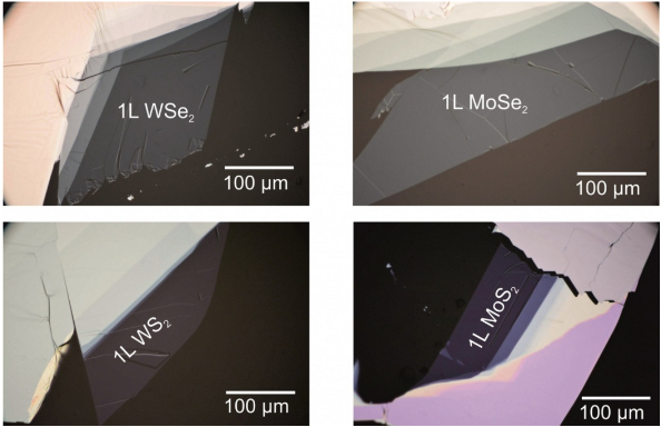 WSe2, WS2, MoS2