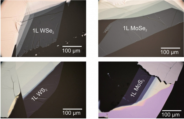 WSe2, WS2, MoS2